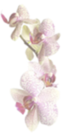 Single Orchid Flower